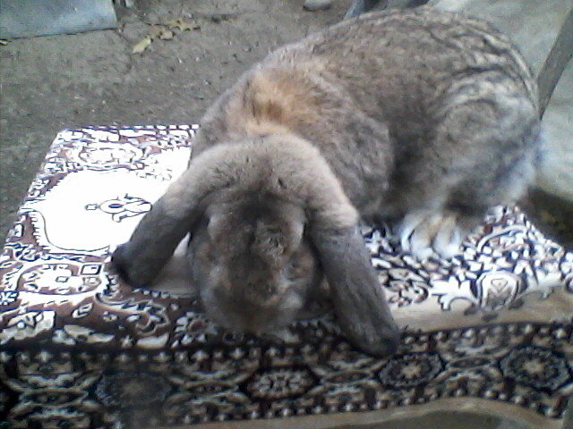 mascul berbec francez