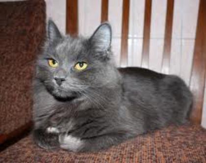 Miti Piti - Animalele Mele