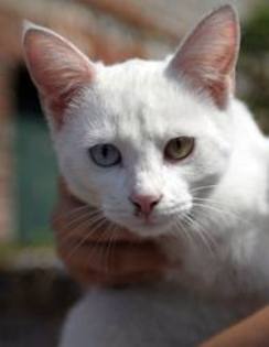 ALBUTA - Animalele Mele