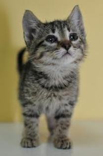 TIGRUTA - Animalele Mele