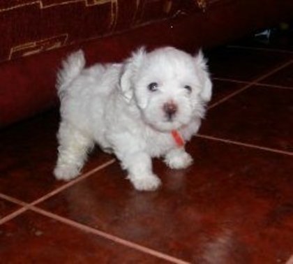 pic135233_caine_Bichon_maltese - Catelusi superbi