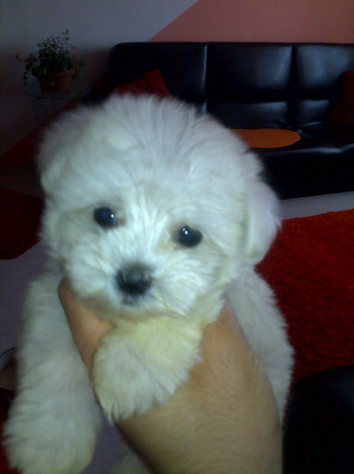 pic192828_caine_Maltese