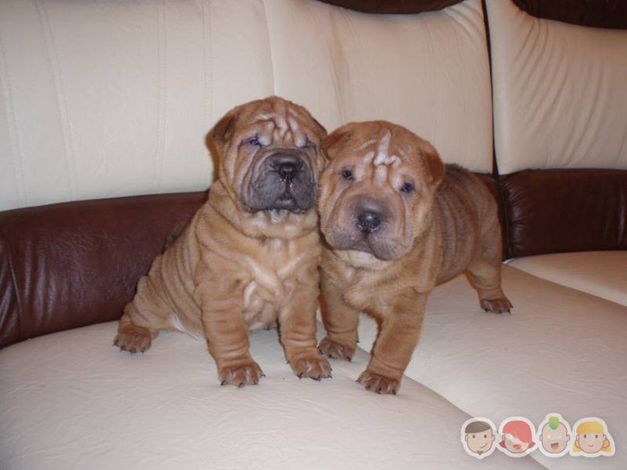 vand-catei-shar-pei-superbi