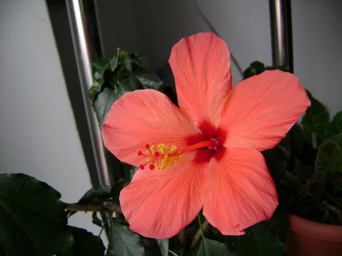 DSC08259 - hibiscus 2011