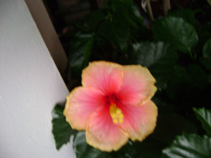 DSC08260 - hibiscus 2011