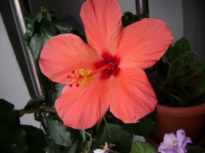 DSC08258 - hibiscus 2011