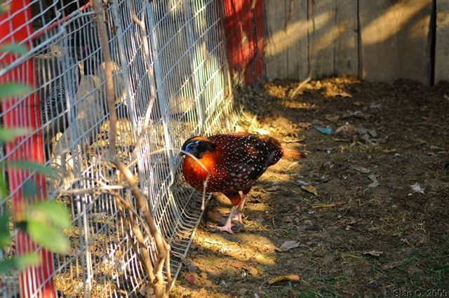 fazan tragopan fazan tragopan