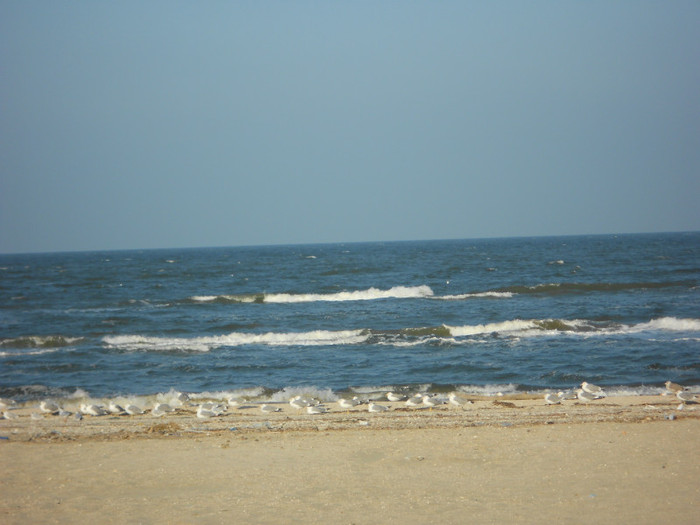 DSCN0972 - 13 NOIEMBRIE 2011 O ZI LA MARE SI 2012