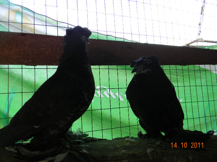 tobosar german pui 2011