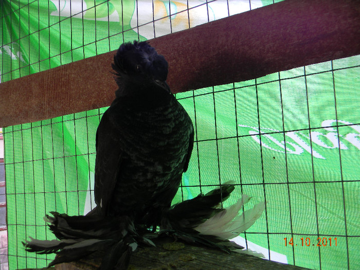 tobosar german pui 2011; tobosar german pui 2011
