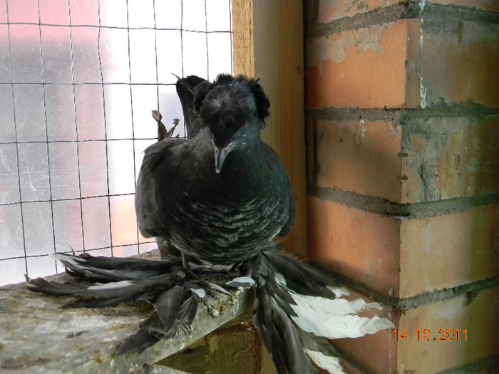 tobosar german pui 2011; tobosar de buhara pui 2011
