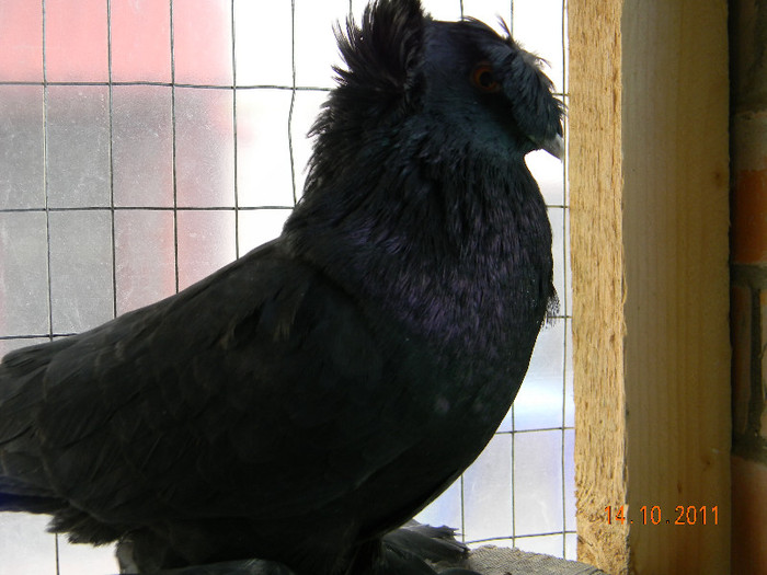 tobosar german; tobosar german
