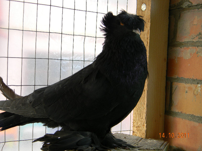 tobosar german; tobosar german
