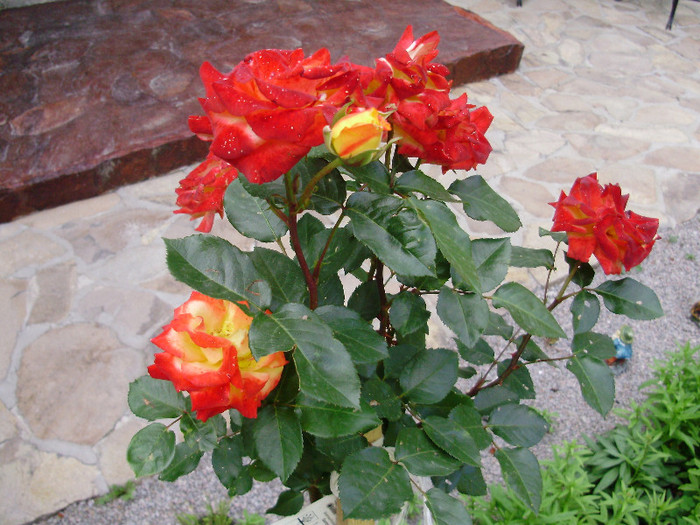 P6211526 - trandafiri