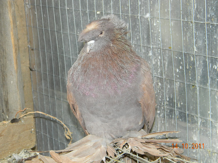 tobosar german; tobosar german
