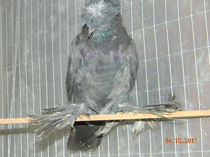 tobosar german pui 2011; tobosar german pui 2011
