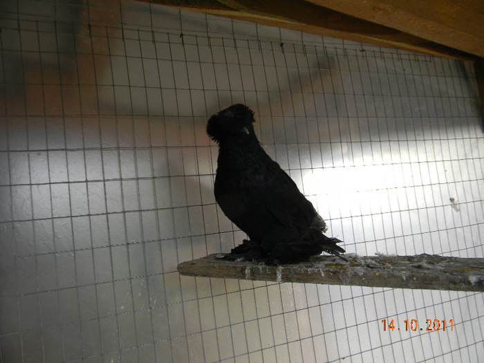 tobosar german pui 2011