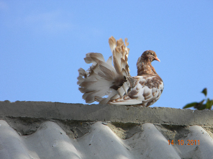 voltat pui 2011; voltat pui 2011
