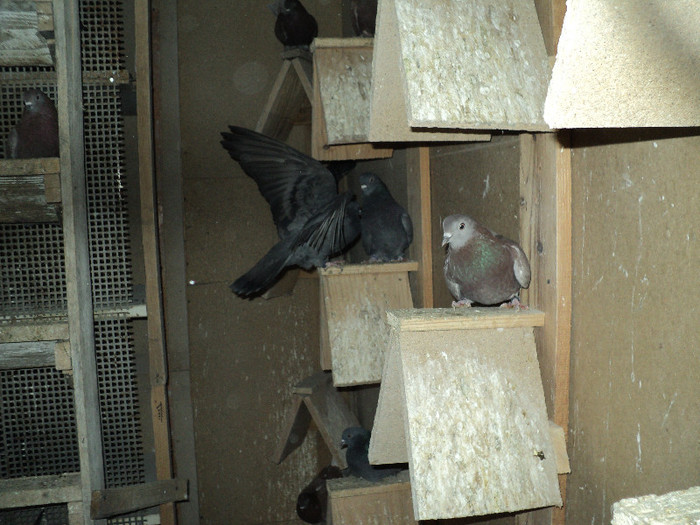 DSC01248 - ciungi de ploiesti 2011