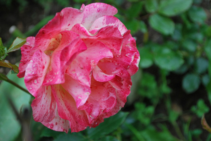 DSC_0763 - trandafiri