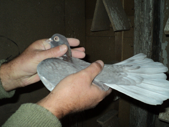 DSC01252 - ciungi de ploiesti 2011