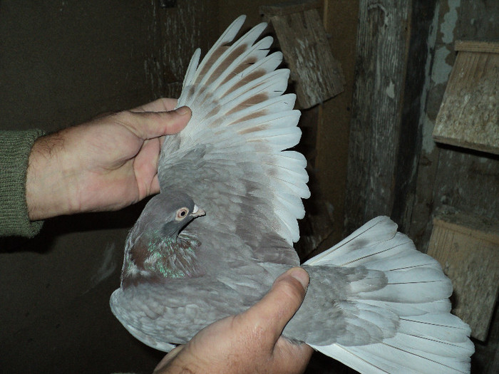 DSC01253 - ciungi de ploiesti 2011