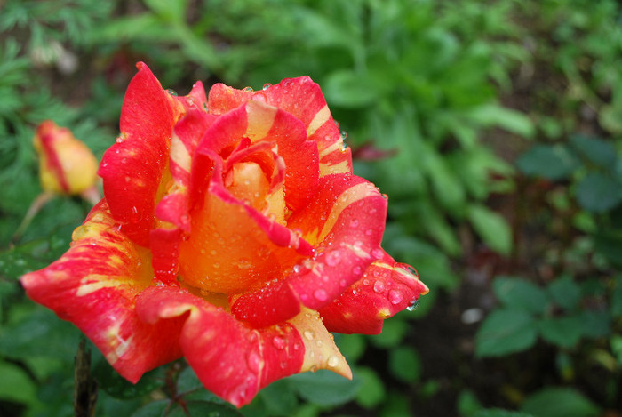 DSC_0801 - trandafiri