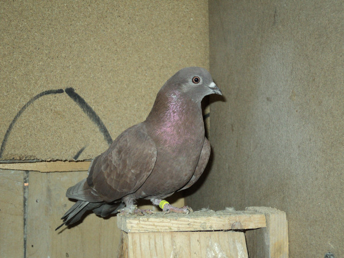 DSC01268 - ciungi de ploiesti 2011