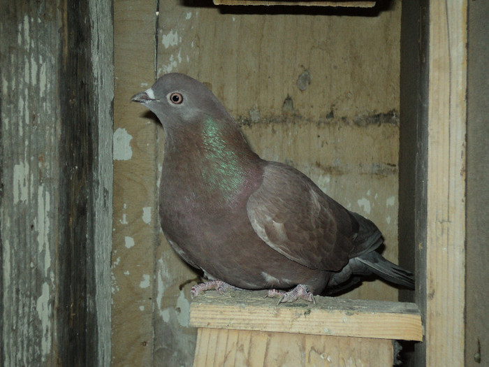 DSC01272 - ciungi de ploiesti 2011