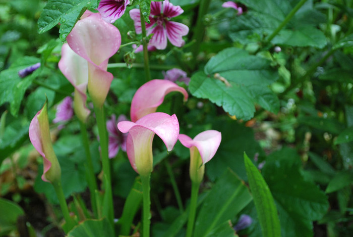 DSC_0810 - trandafiri