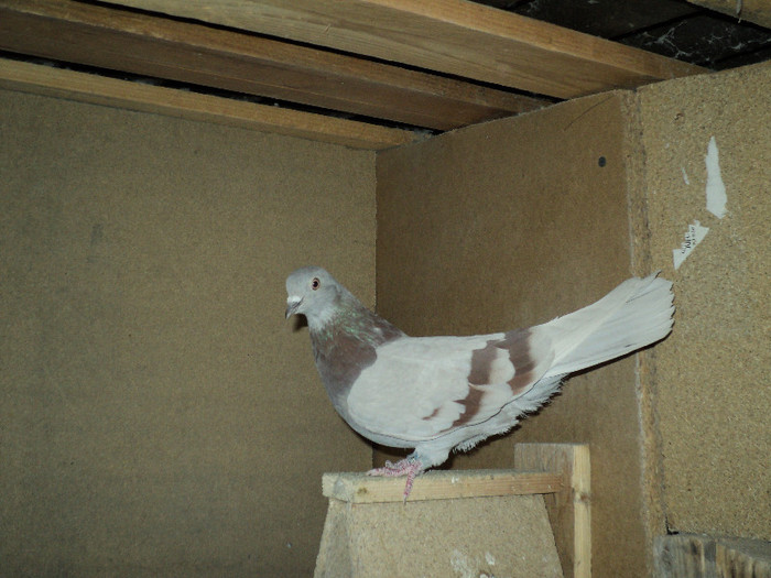 DSC01283 - ciungi de ploiesti 2011