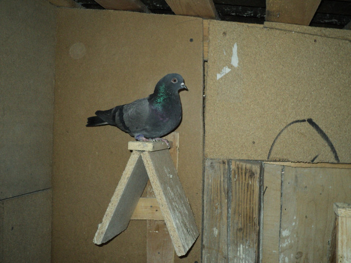 DSC01286 - ciungi de ploiesti 2011