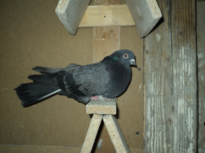 DSC01293 - ciungi de ploiesti 2011