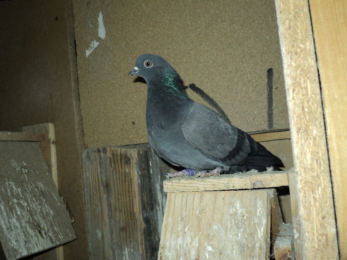 DSC01294 - ciungi de ploiesti 2011