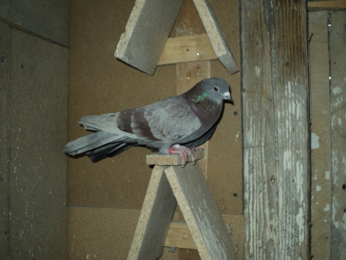 DSC01298 - ciungi de ploiesti 2011