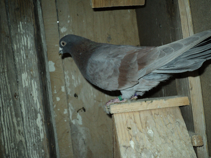 DSC01300 - ciungi de ploiesti 2011