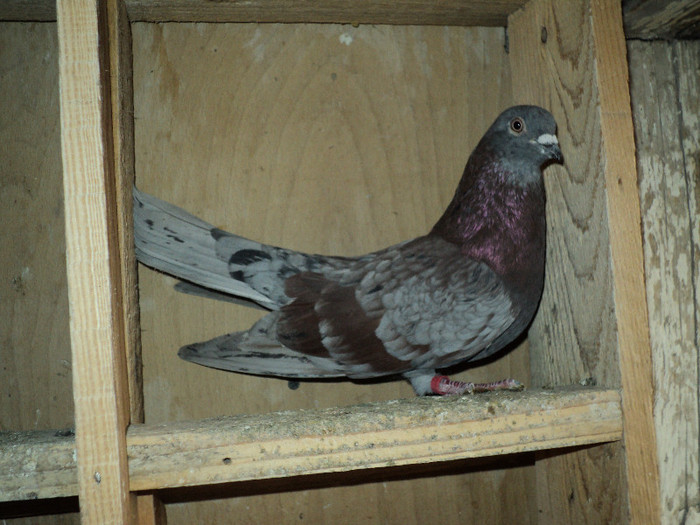 DSC01301 - ciungi de ploiesti 2011