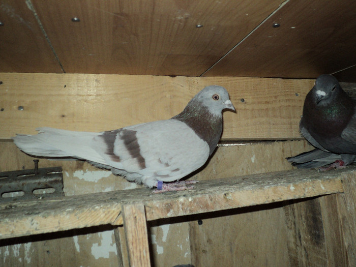 DSC01305 - ciungi de ploiesti 2011