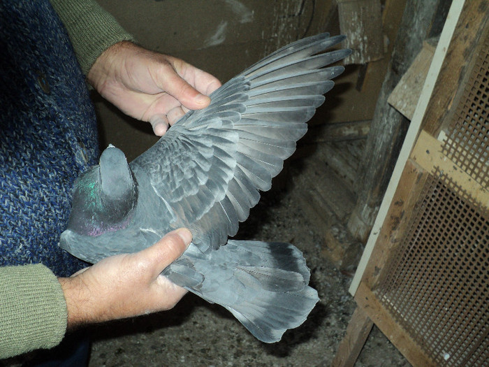 DSC01306 - ciungi de ploiesti 2011