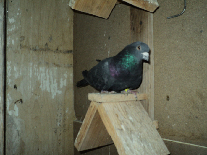 DSC01308 - ciungi de ploiesti 2011