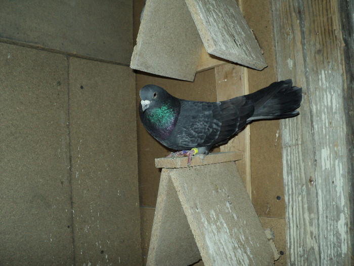 DSC01310 - ciungi de ploiesti 2011