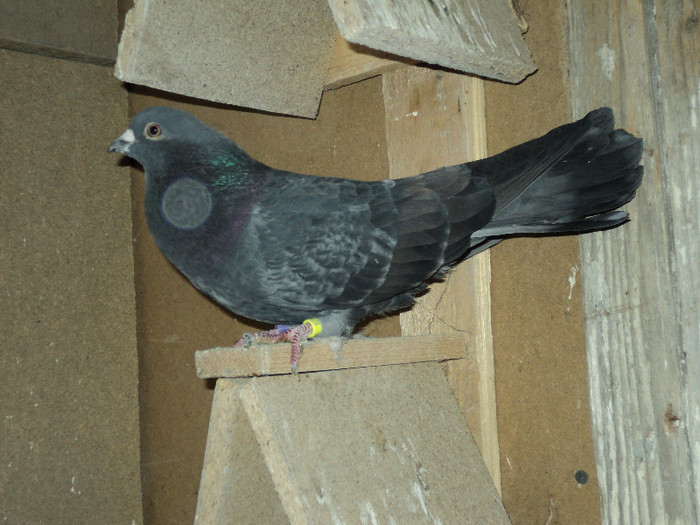 DSC01311 - ciungi de ploiesti 2011