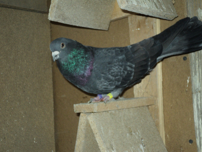DSC01313 - ciungi de ploiesti 2011