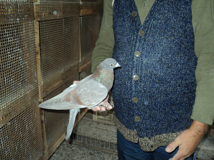 DSC01316 - ciungi de ploiesti 2011