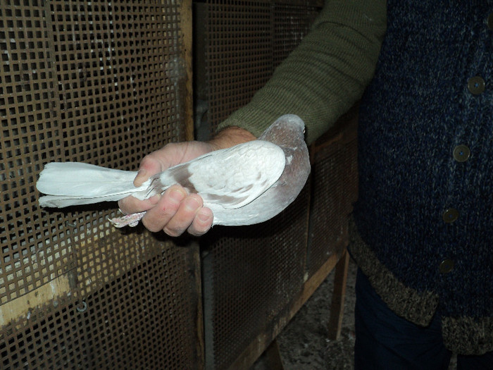 DSC01330 - ciungi de ploiesti 2011