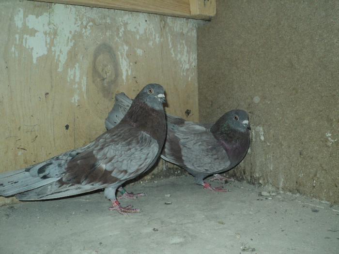 DSC01338 - ciungi de ploiesti 2011
