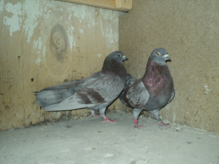 DSC01339 - ciungi de ploiesti 2011