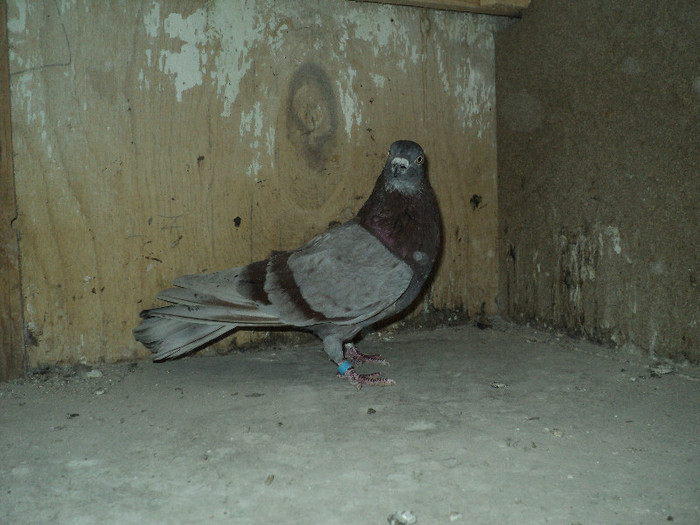 DSC01340 - ciungi de ploiesti 2011