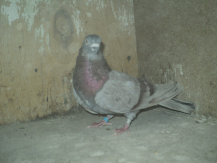 DSC01342 - ciungi de ploiesti 2011