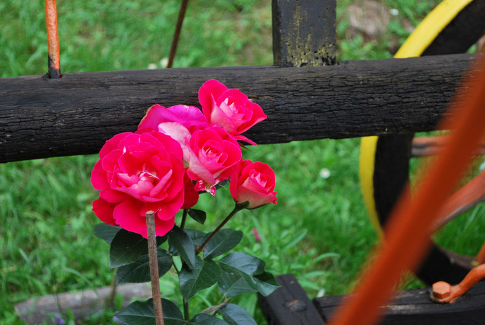 DSC_0937 - trandafiri